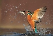 JohnMuirTrustDiaryKingfisher200