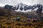 Mule caravan in the Punta Union pass, below Nevado Taulliraju, Cordillera Blanca, Peru