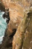 Iceland - Bird cliffs, Snaefellsnes peninsula