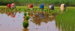 India - Rice picking, Tiruvanamalai, Tamil Nadhu