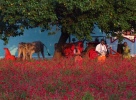 India - Tamil Nadhu farmers