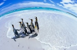 King Penguins