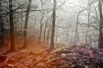 A frozen Padley Gorge