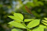 Damselfly in Devon