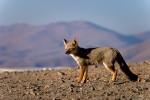 Desert Fox, Atacama