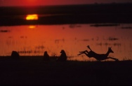 Okavango Delta