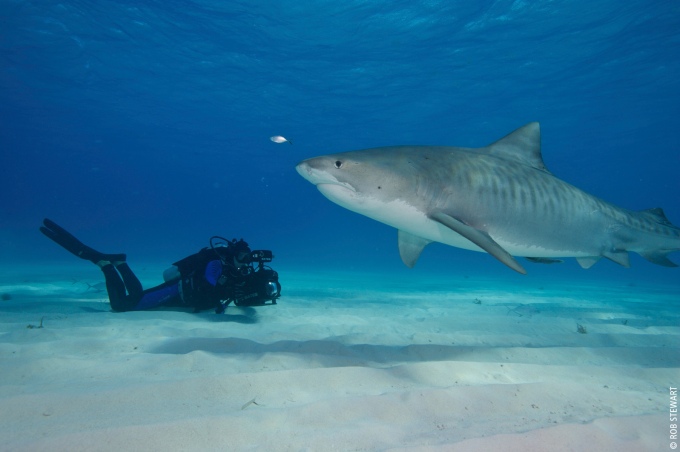 Revolution_rob-filming-sharks-at-little-bahama-bank_webcredit4