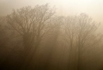 Misty Trees in Sheffield
