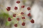 Delicate flowers scratching a harsh existence on glacial moraine in Pakistan