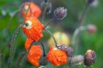 Iceland - Poppies in the rain, Seydisfjordur