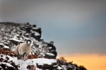 Being watched on Bamford Edge