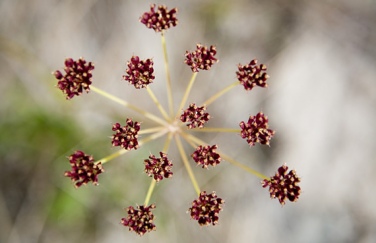 Anne And John Arran Gallery 08 - Delicate flowers scratching a harsh existence on glacial moraine in Pakistan 